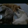 crispets1
