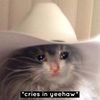 yeehawkitten