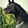 ahmaad_alshammari