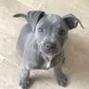 captainpittiepugpuzzler