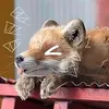 oldgraywol