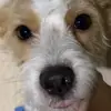 tengoungatitollamadowero