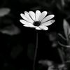husen_hesenov