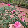 lin.nguyn7505