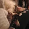 amy11064
