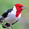 Aves Encantos