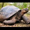 tortoise579