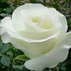 user4421772018182