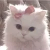 ._.marwa._2