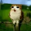 santxpz_13