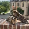 bengal_duo_diaries