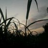 1idv38nsk9