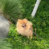 gamjathepomeranian