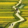 hoangvietr441343985