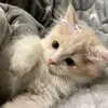 alipaaaasukaaaesskrimm