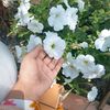 esha.moni293