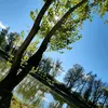 dorygiuliani