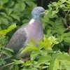 cpgpigeon