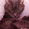 jinxcat_0319