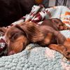 dolomitithedoxie