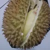 simonthox2