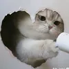 bccnorthh
