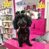 evaevka_