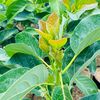 agrowilis.avocado