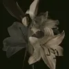 77lilium