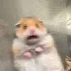 vuxuan.sayhi