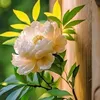 maidung2623