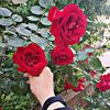 mahir9866