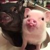 Piggy Homes🐷