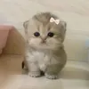 vihxss_x