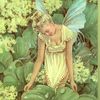 Fairy Of Wisdom