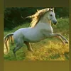 horse_755