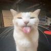 gato_022311