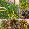 cocotiers10