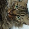 amelia.mite