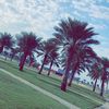 hanan..901