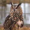 moonlit_owlhoot