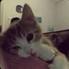 mrcus_p