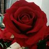 shahd.ahmed8637