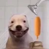 vukspasenic