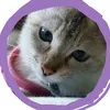 mafuyu_sho.mican
