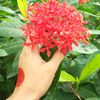 rupa1096