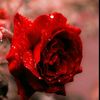 muniba.anas