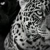 reha_a2000