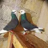 mohamednaflan74