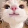 danielantov4